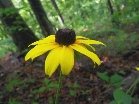 Image of blackeyed Susan