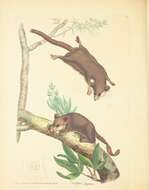 Image of feathertail gliders and pygmy gliders