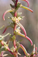 Image of Saltwort