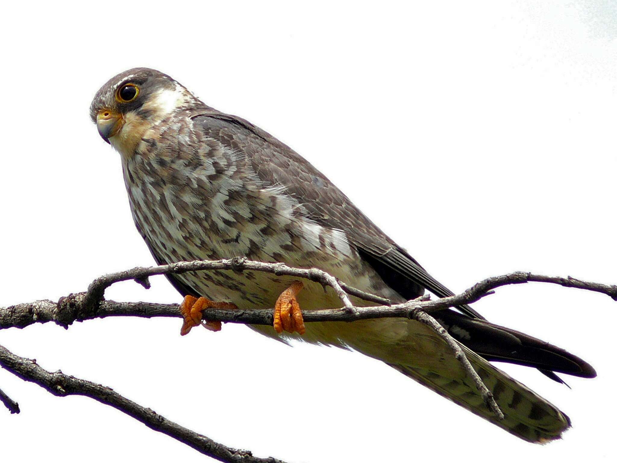 Image of Amur Falcon