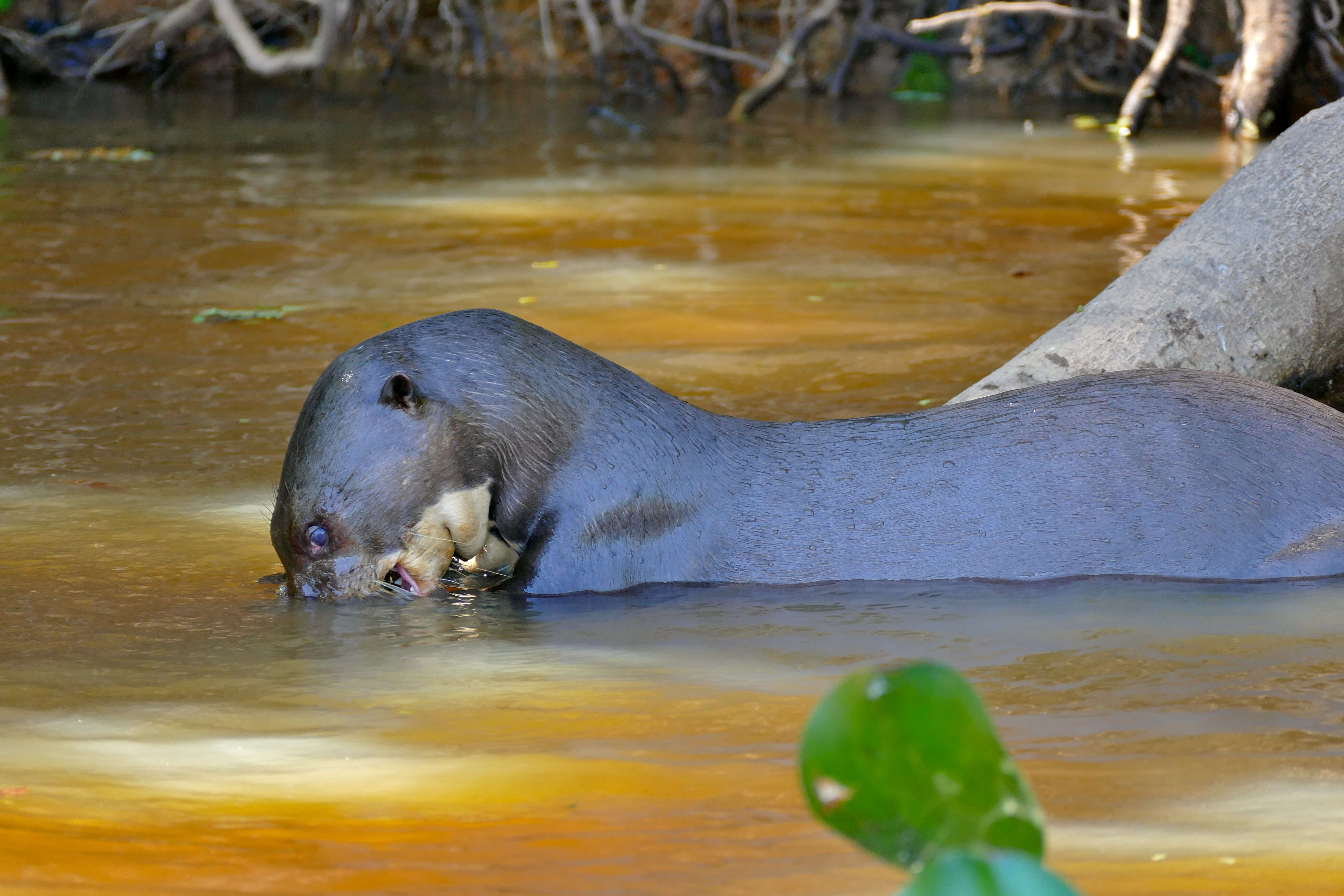 Image of giant otter