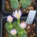 Image of Conophytum limpidum S. A. Hammer