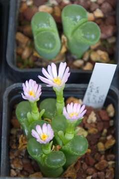 Imagem de Conophytum limpidum S. A. Hammer