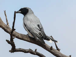 Image of Black-faced Cuckoo-shrike