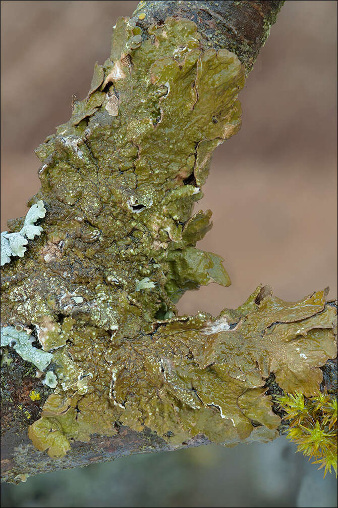 Image of Abraded Camouflage Lichen