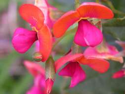 Image of Holly Flame Pea