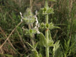 Слика од Stachys albens A. Gray