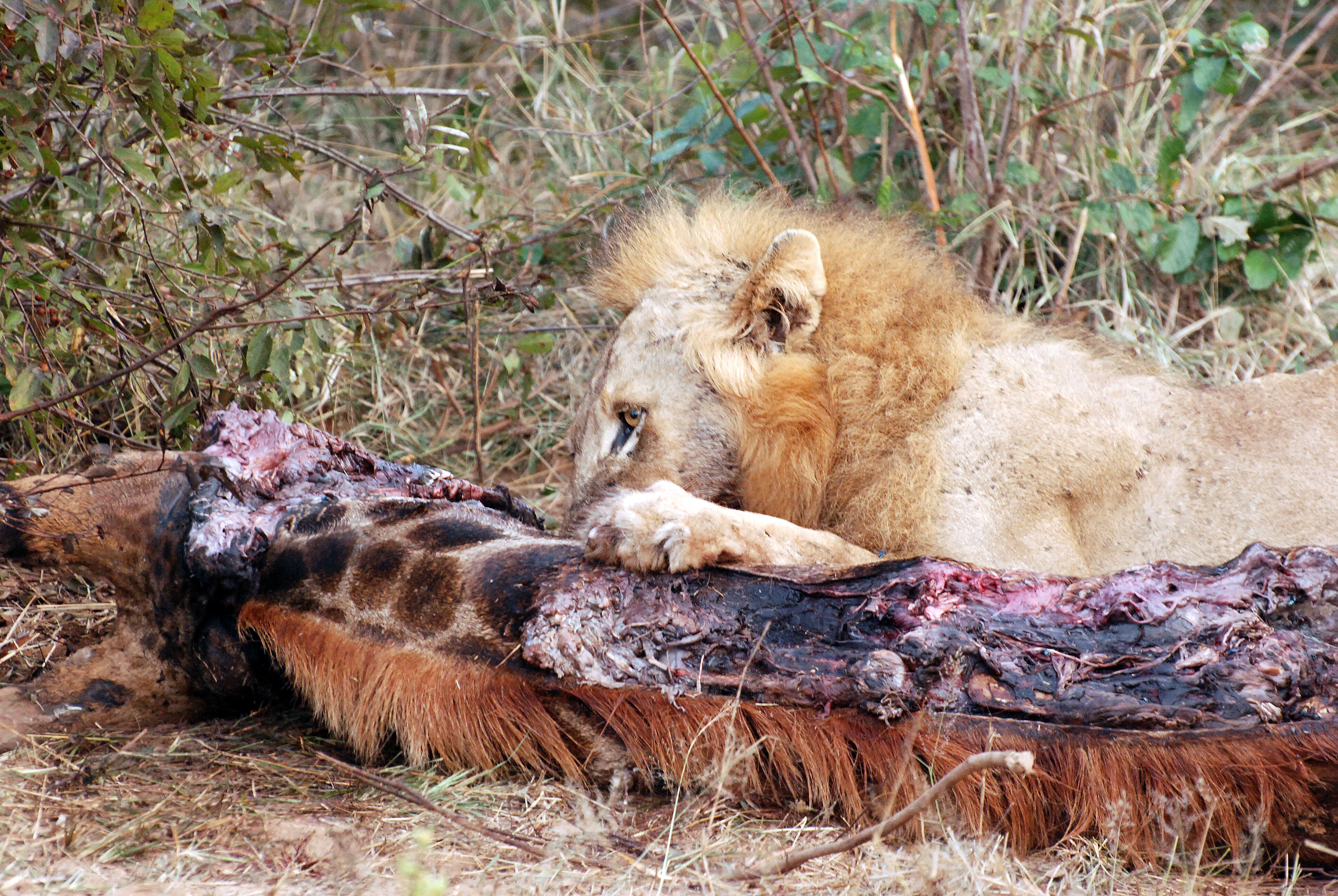 Image of big cats