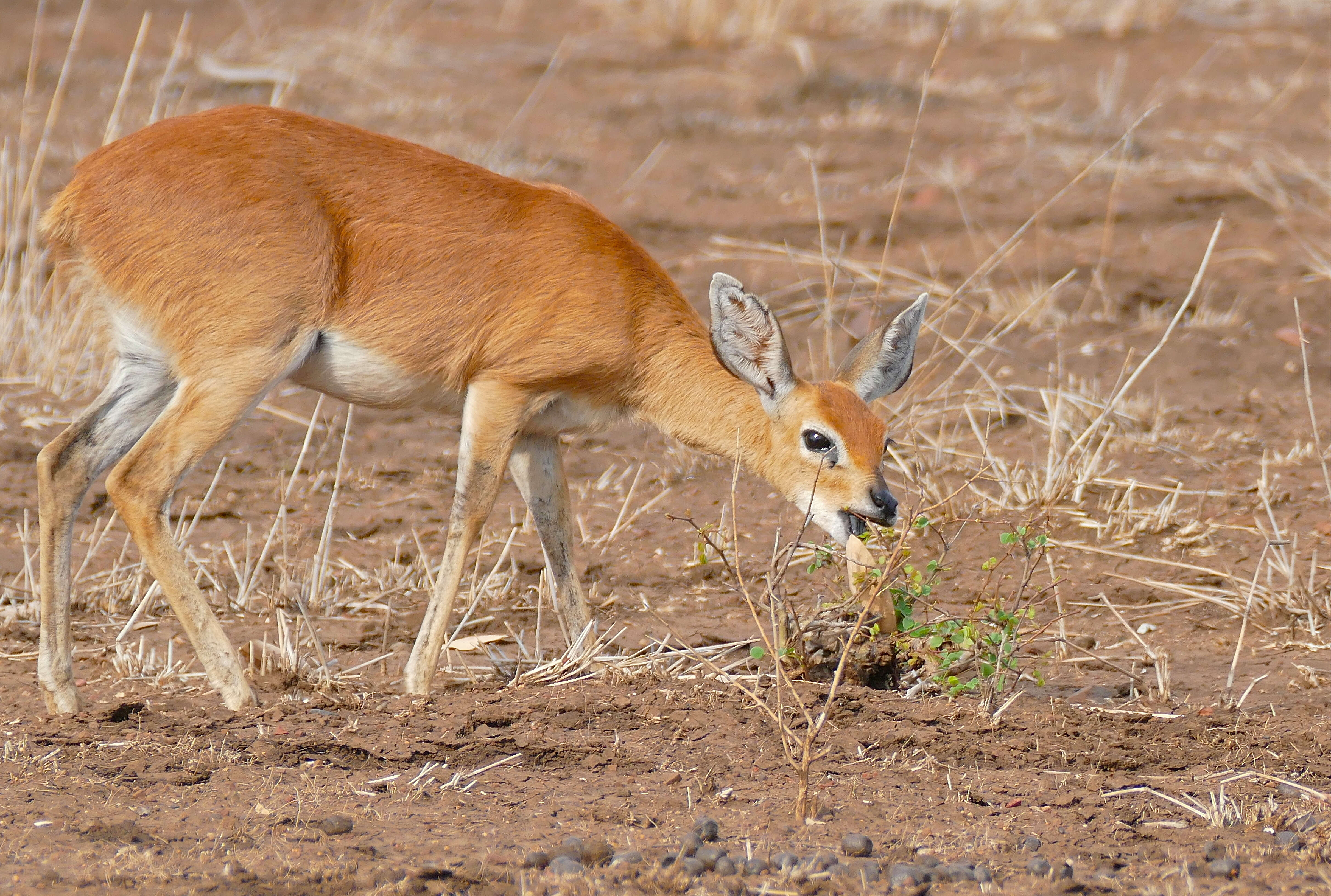 Image of Steenbok