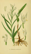 Image of Sword-leaved helleborine