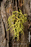 Image of wolf lichen