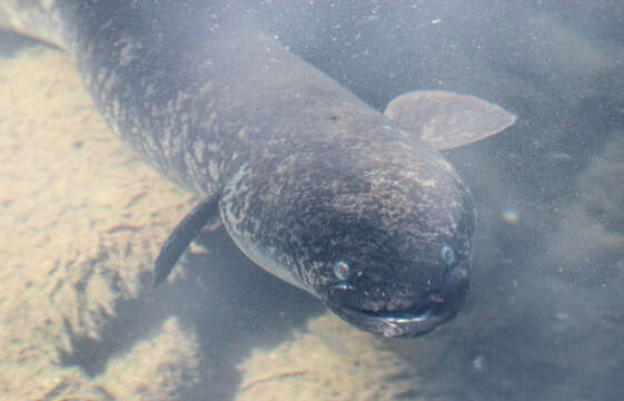 Image of Giant Long-finned Eel