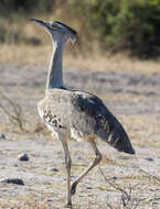 Image of Kori Bustard