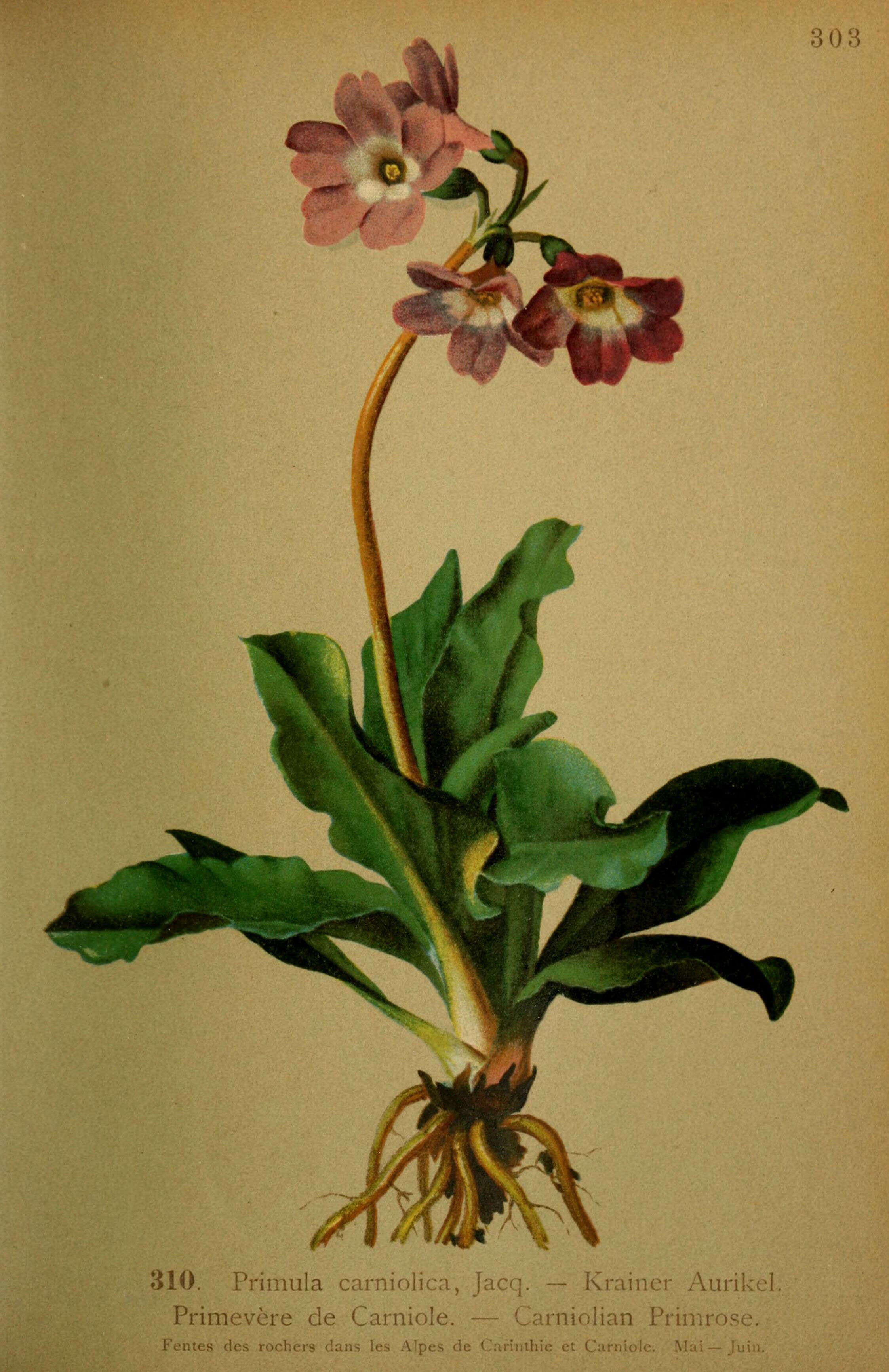 Image of Primula carniolica Jacq.