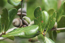 Слика од Quercus myrtifolia Willd.