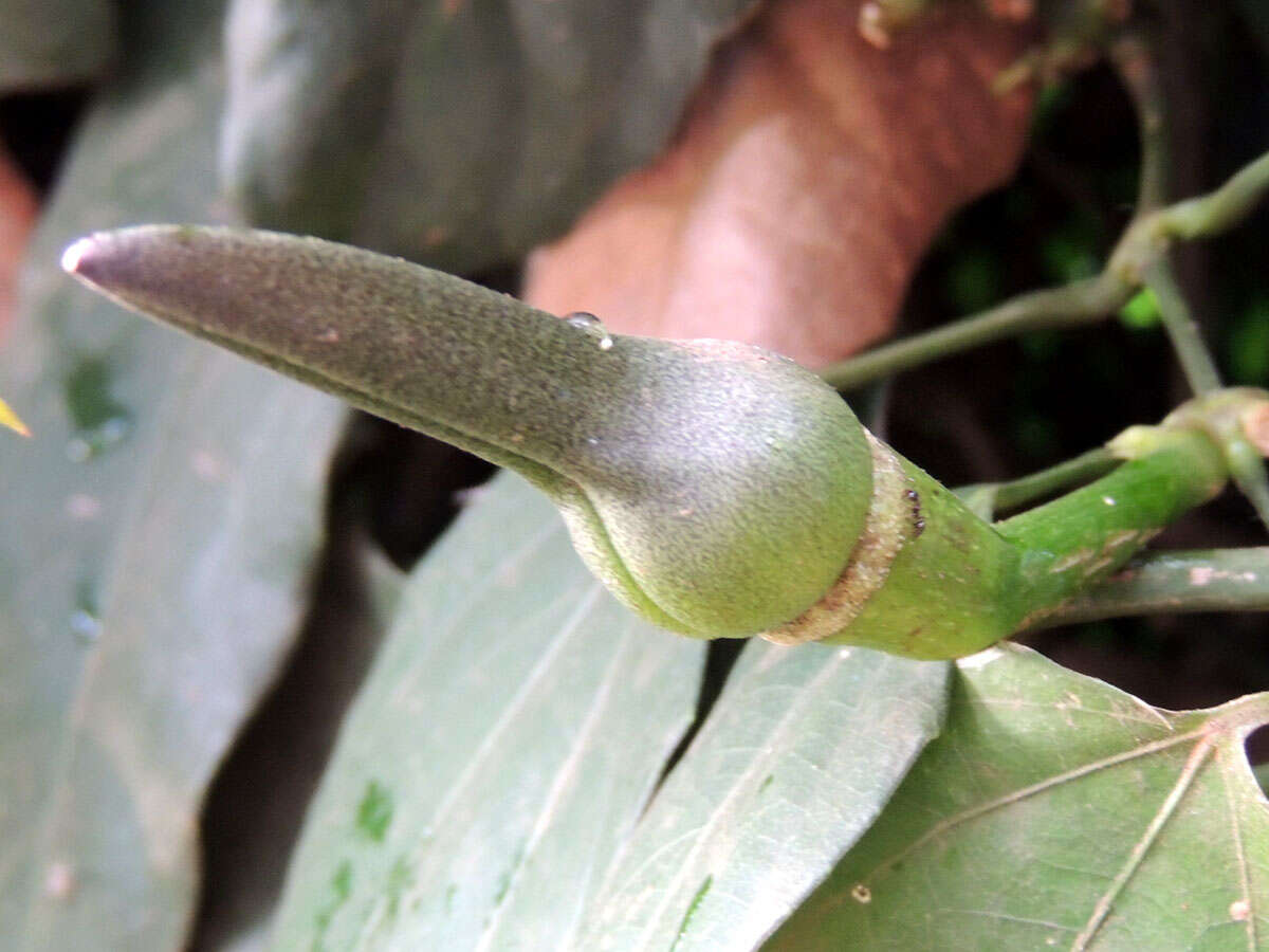 Image of laurel clockvine