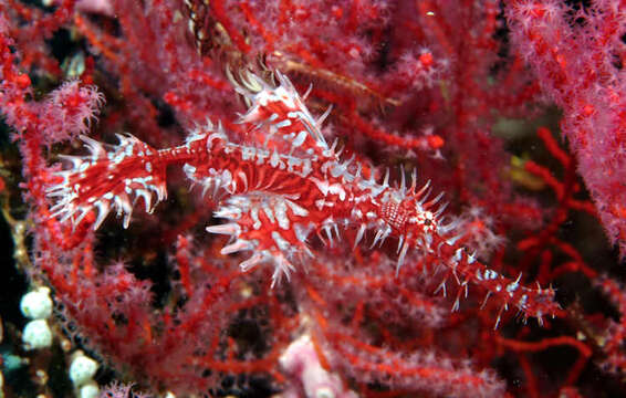 Image of Ornate ghost pipefish