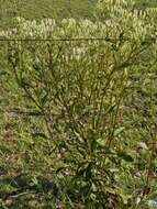 Image of Florida Indian plantain