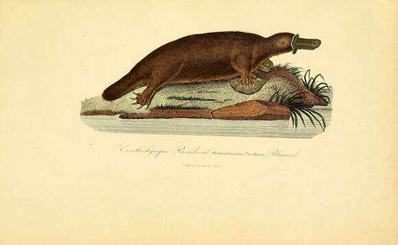 Image of platypus