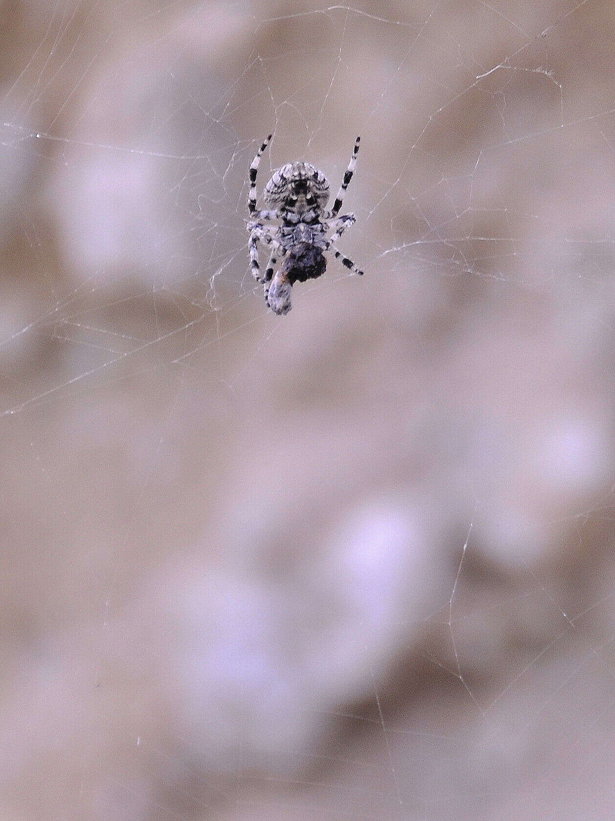 Image of Araneus angulatus Clerck 1757