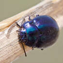 Image of Chrysolina coerulans