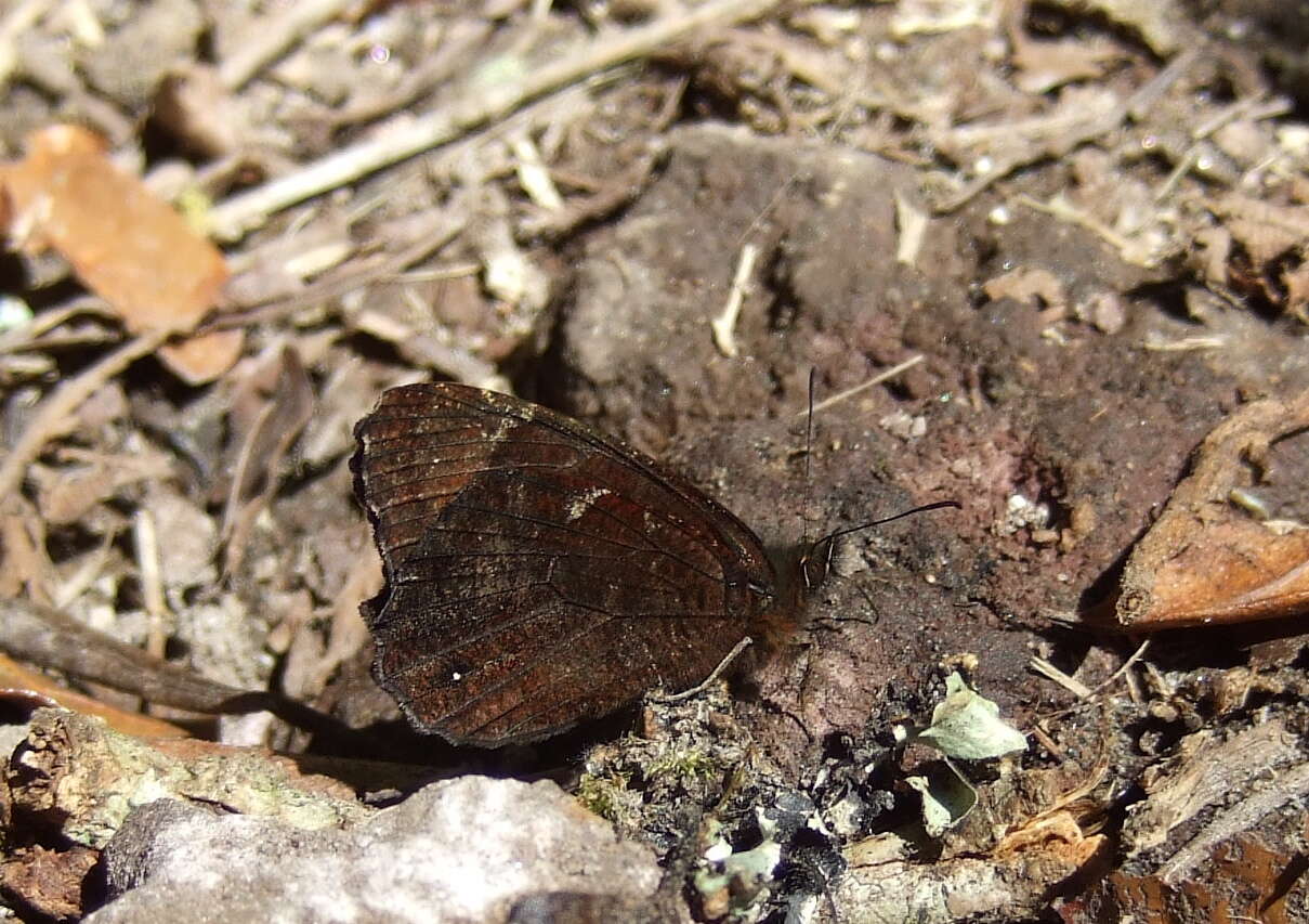 Image of Pedaliodes dejecta