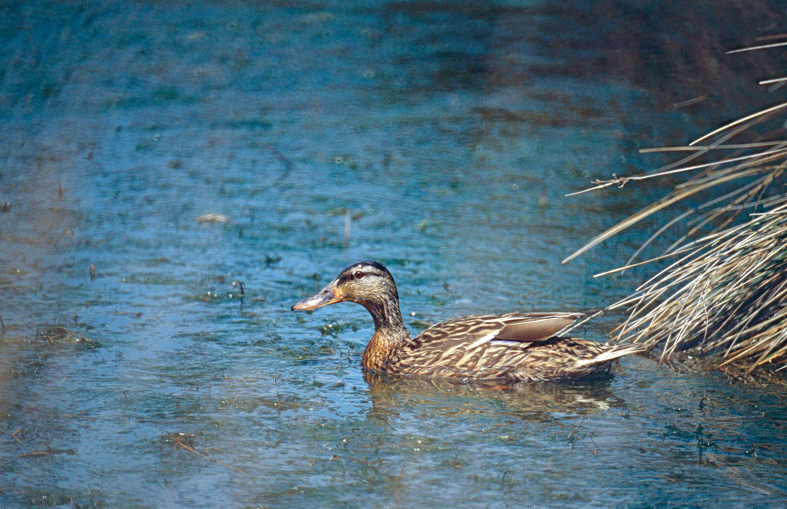 Image of Common Mallard