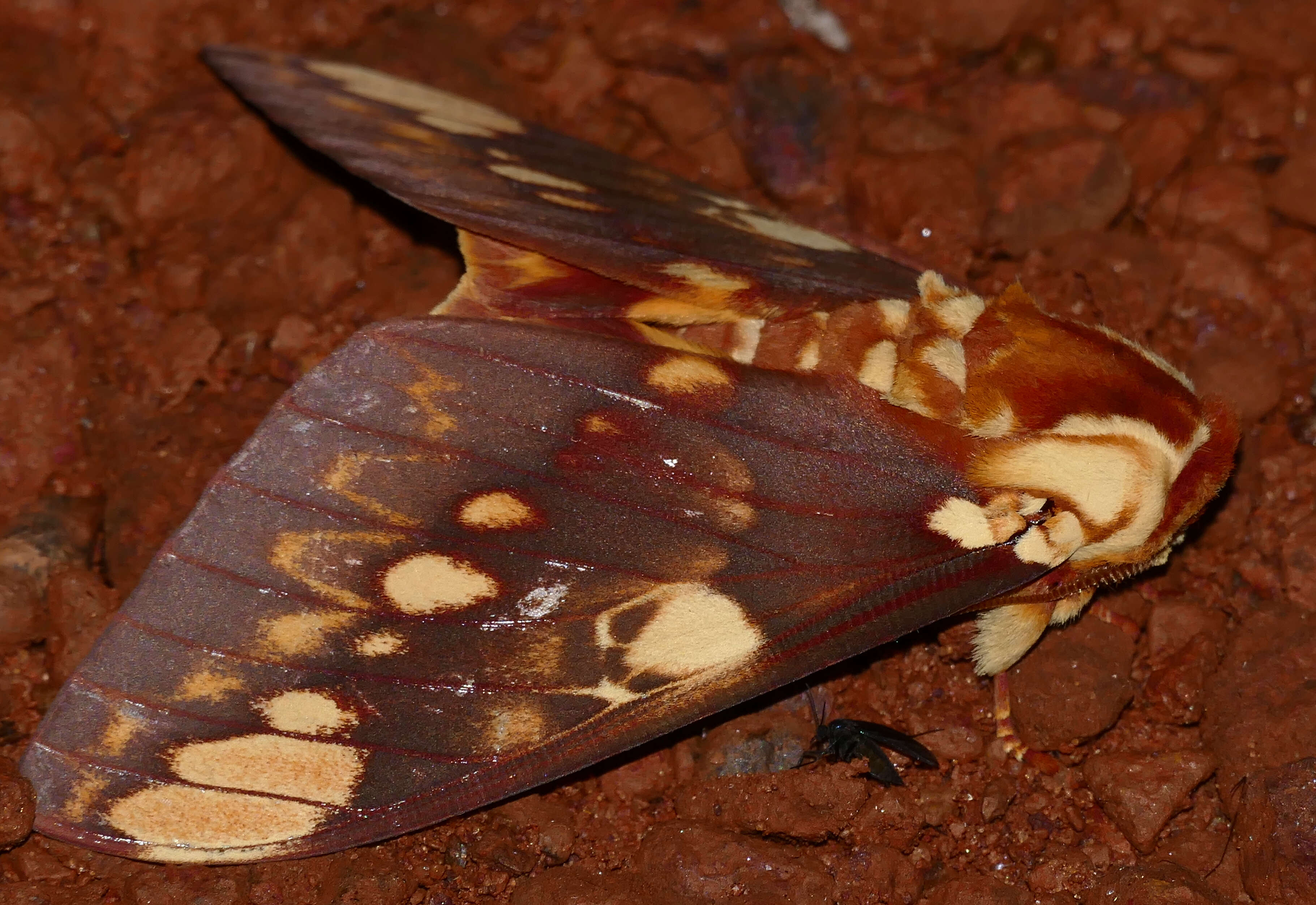 Image of Citheronia hamifera Rothschild 1907