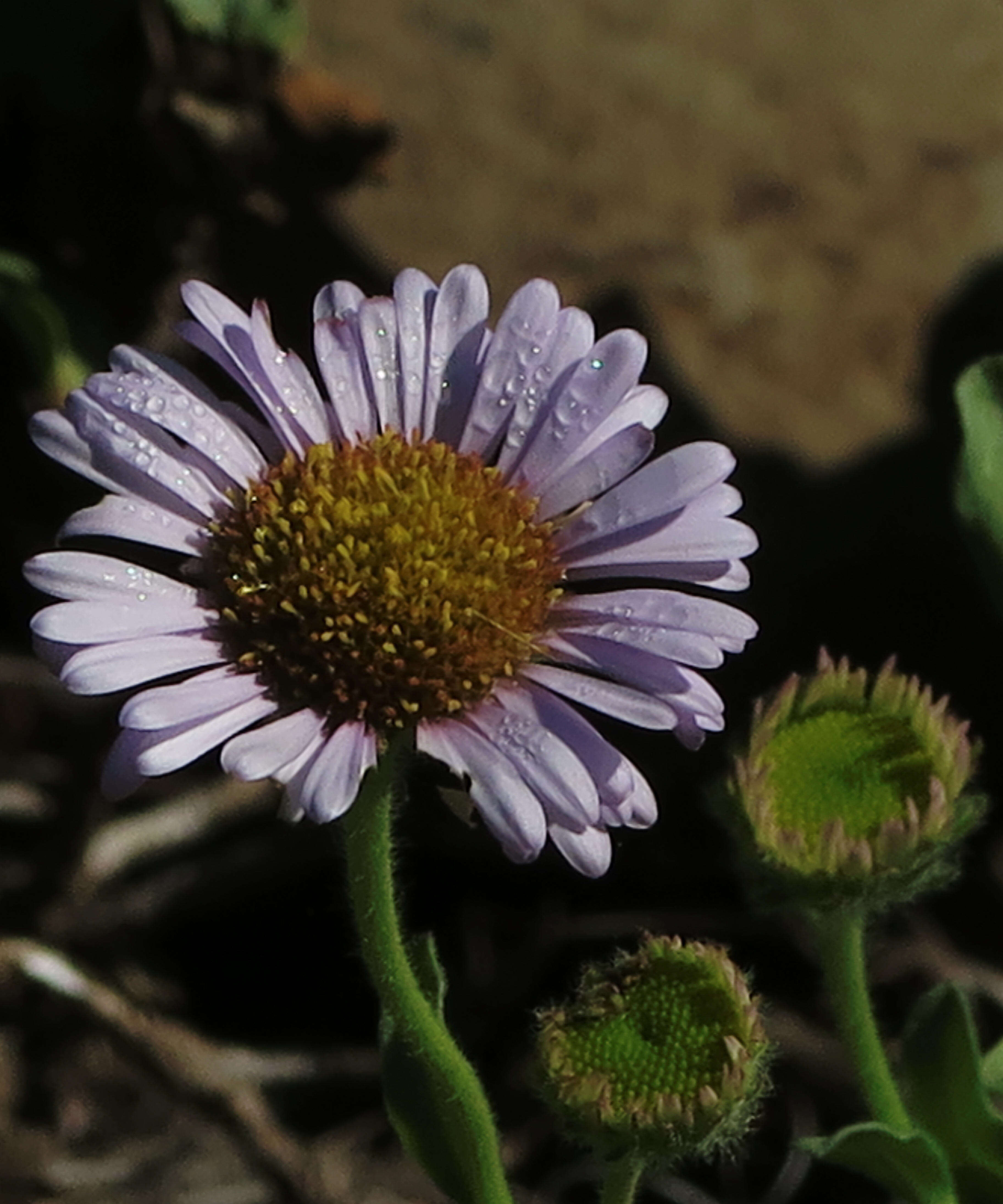 Image of seaside fleabane