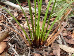 Image of Lepidosperma viscidum R. Br.