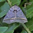 Image of Black Bit Moth