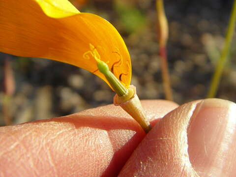 Image of California poppy