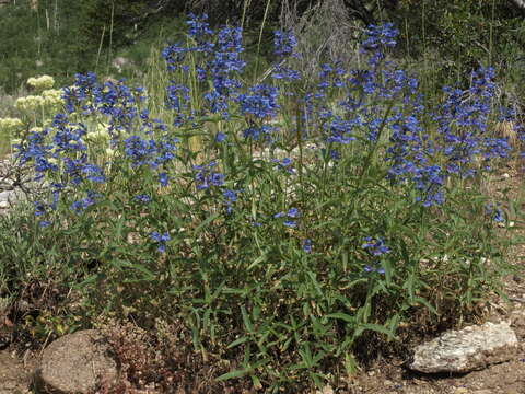 Image of Watson's penstemon