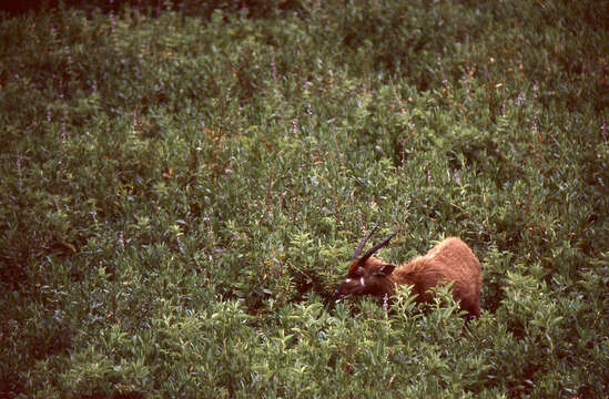 Image of Spiral-horned Antelope