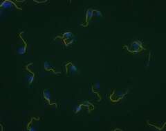 Image de Trypanosoma subgen. Trypanozoon