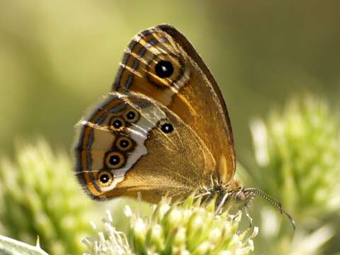 Image of Coenonympha dorus Esper 1782