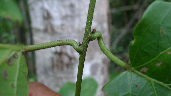 Image of Stigmaphyllon blanchetii C. Anderson