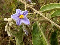 Image of Solanum subumbellatum Vell.