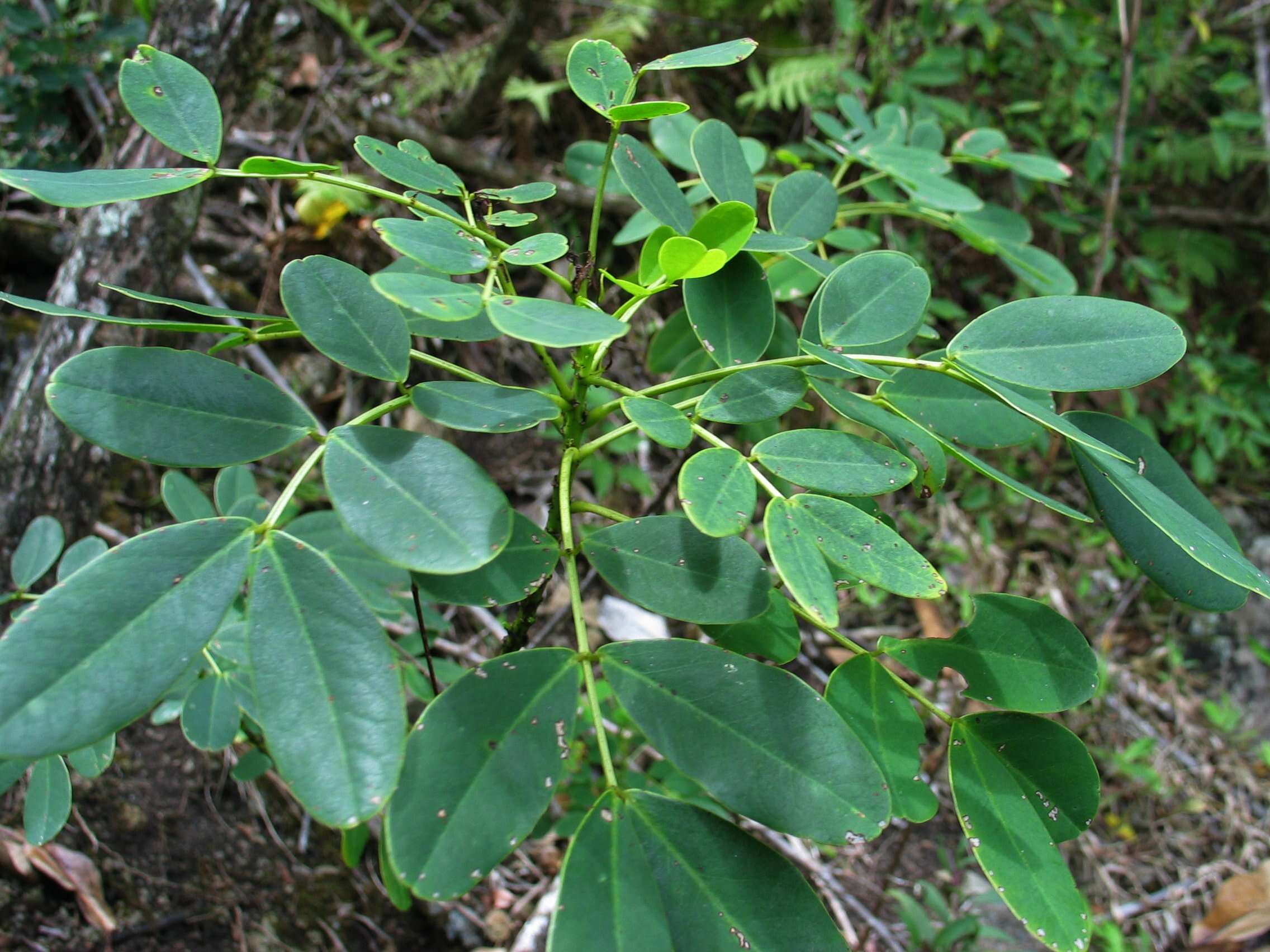 Image of Gaudichaud's senna