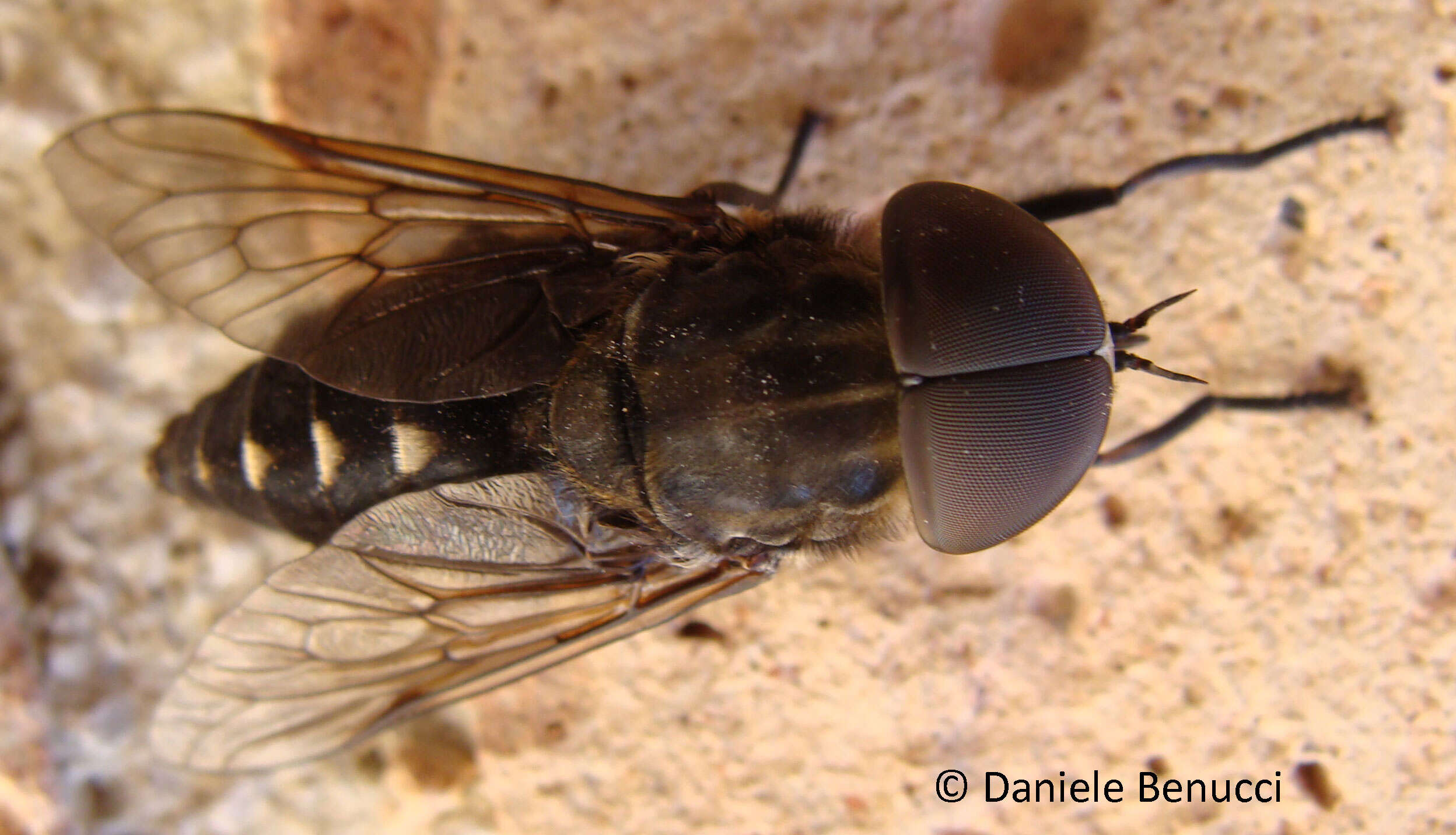 صورة Tabanus bovinus Linnaeus 1758