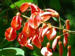 Image of Coral tree