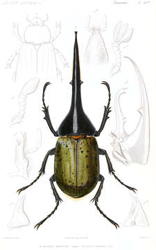 Image of Hercules Beetles