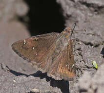 Image of Northern Cloudywing