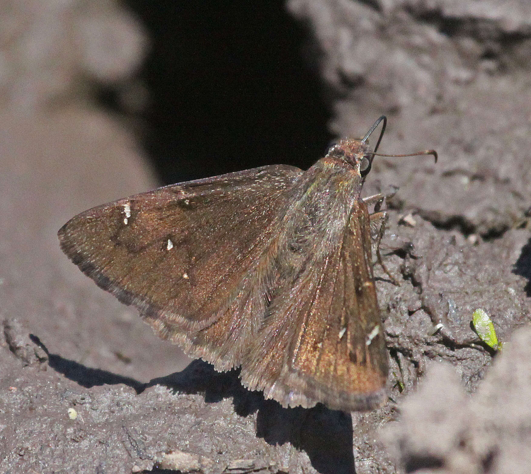 Image of Northern Cloudywing