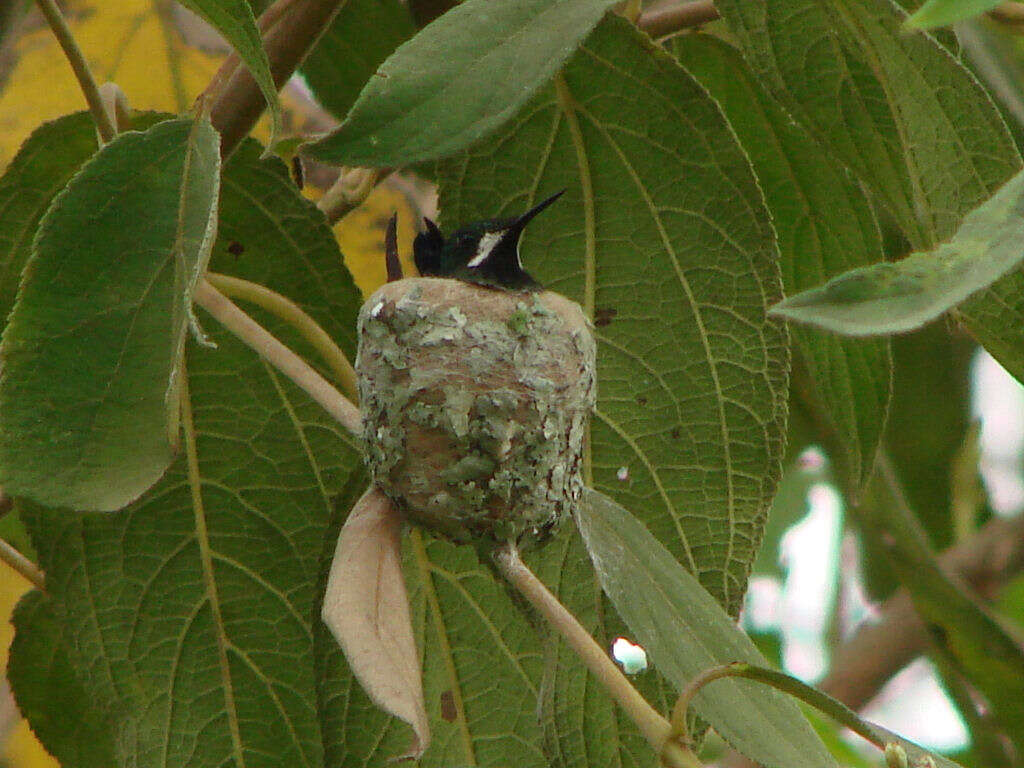 Image of Green Thorntail