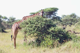 Image of Giraffes