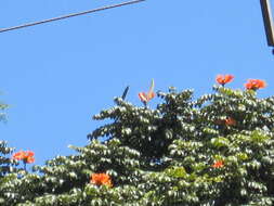 Image of African tulip tree