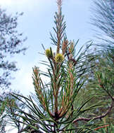 صورة Pinus virginiana Mill.