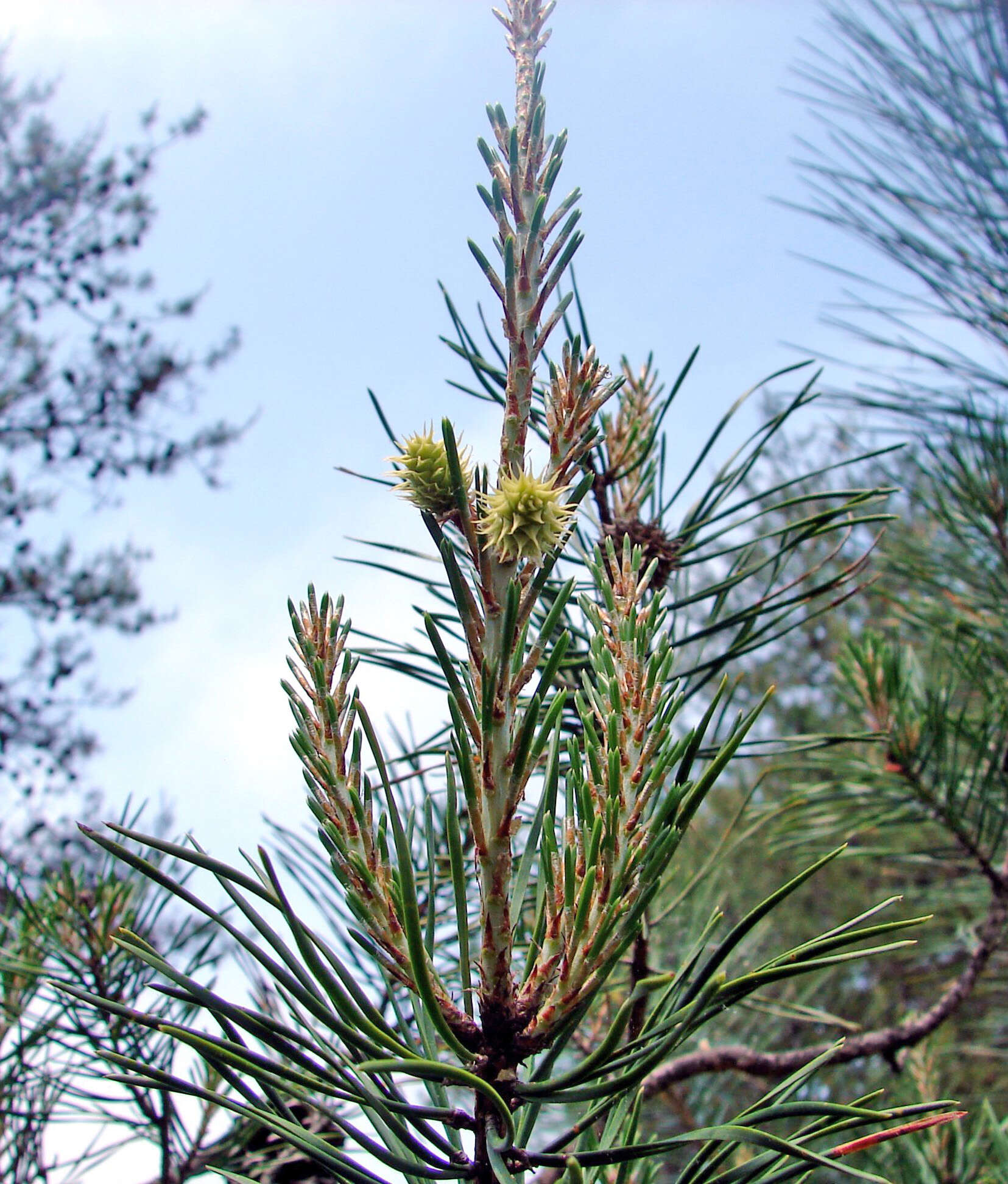 صورة Pinus virginiana Mill.