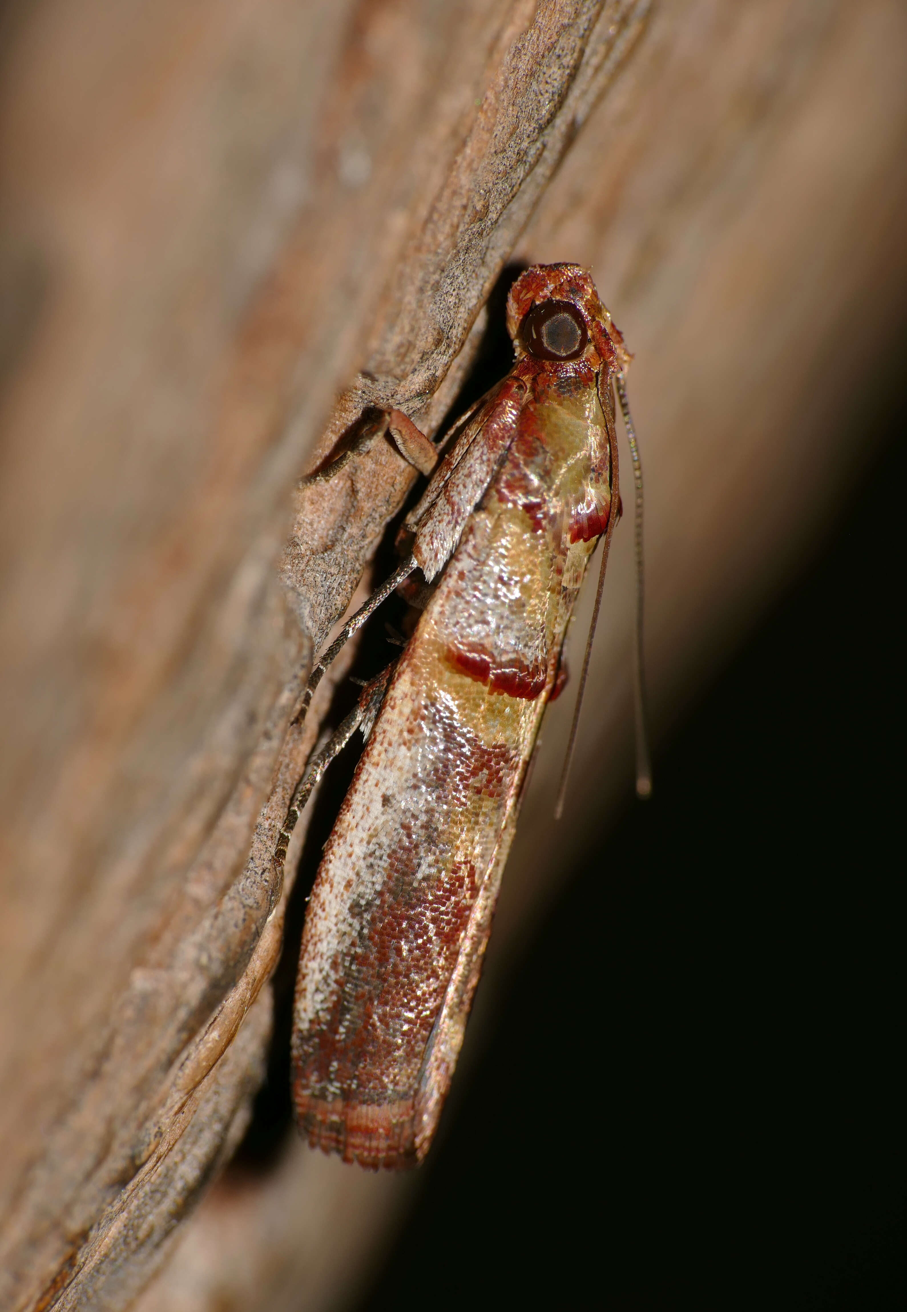 Image of Hypargyria metalliferella Ragonot 1888